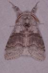 Calliteara pudibunda