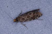 Triaxomera parasitella