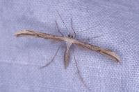 Emmelina monodactyla