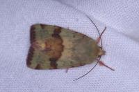 Heliothis viriplaca