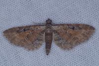Eupithecia icterata
