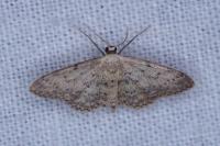 Idaea seriata