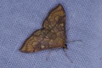 Anania verbascalis