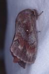 Dendrolimus pini pini