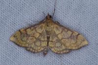 Anania verbascalis