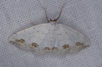 Scopula ornata