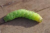 Noctua pronuba