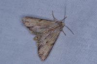 Apamea lithoxylaea