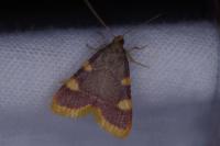 Hypsopygia costalis