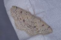 Cyclophora albipunctata