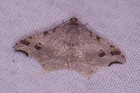 Macaria alternata