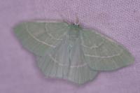Hemistola chrysoprasaria