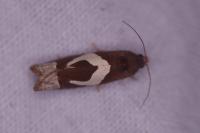 Epiblema foenella