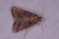 Stemmatophora brunnealis