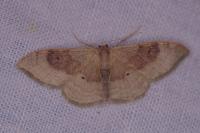 Idaea degeneraria