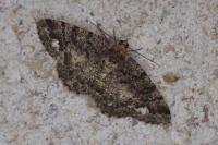 Parectropis similaria