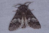Drymonia querna
