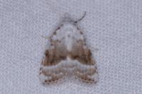 Meganola albula