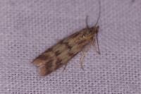 Homoeosoma sinuella