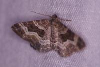 Epirrhoe alternata