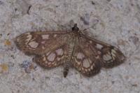 Anania coronata