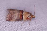 Acrobasis tumidana