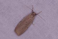 Pelosia muscerda