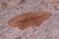 Scopula imitaria
