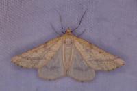Aspitates ochrearia