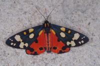 Callimorpha dominula