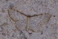 Idaea fuscovenosa