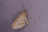 Aspitates ochrearia
