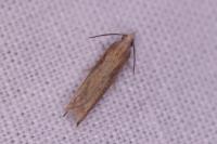 Eucosma obumbratana