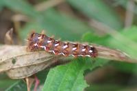 Acronicta rumicis