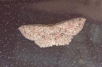 Cyclophora pendularia