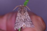 Thaumetopoea pityocampa