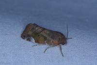 Cosmia affinis
