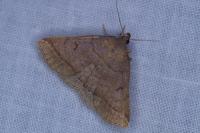 Zanclognatha lunalis