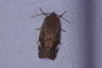 Cosmia affinis