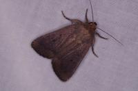 Amphipyra tragopoginis