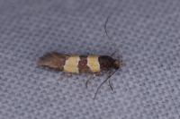 Goidanichiana jourdheuillella