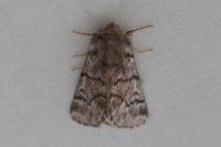 Thaumetopoea pityocampa