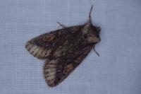 Allophyes oxyacanthae