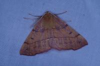 Colotois pennaria