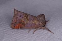 Clostera pigra