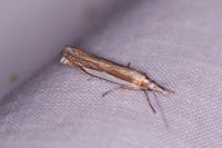 Crambus pascuella