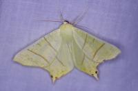 Ourapteryx sambucaria