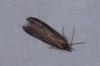 Chesias legatella