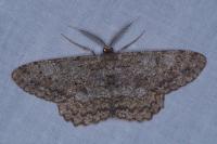 Hypomecis punctinalis