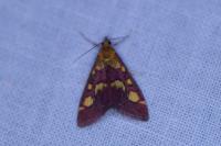 Pyrausta purpuralis